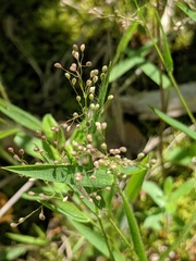 Dichanthelium praecocius