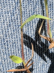 Dichanthelium praecocius