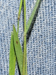 Dichanthelium praecocius