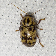 Cryptocephalus maccus