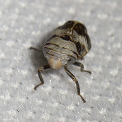 Clastoptera arizonana
