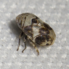 Clastoptera arizonana