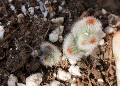 Kalanchoe tomentosa