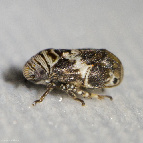 Clastoptera arizonana · iNaturalist