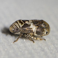 Clastoptera arizonana