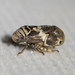 Clastoptera arizonana - Photo (c) Ken-ichi Ueda,  זכויות יוצרים חלקיות (CC BY), הועלה על ידי Ken-ichi Ueda