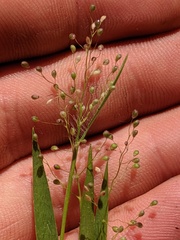 Dichanthelium praecocius