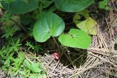 Asarum lemmonii