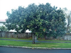 Alectryon excelsus grandis