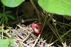 Asarum lemmonii