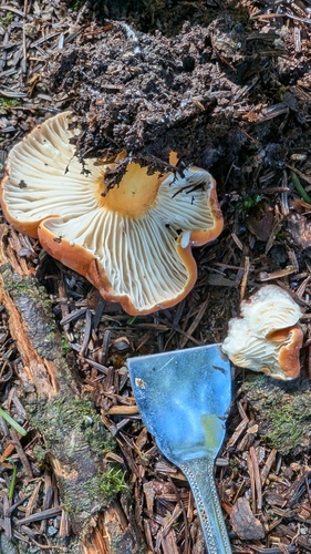 Lactifluus hygrophoroides
