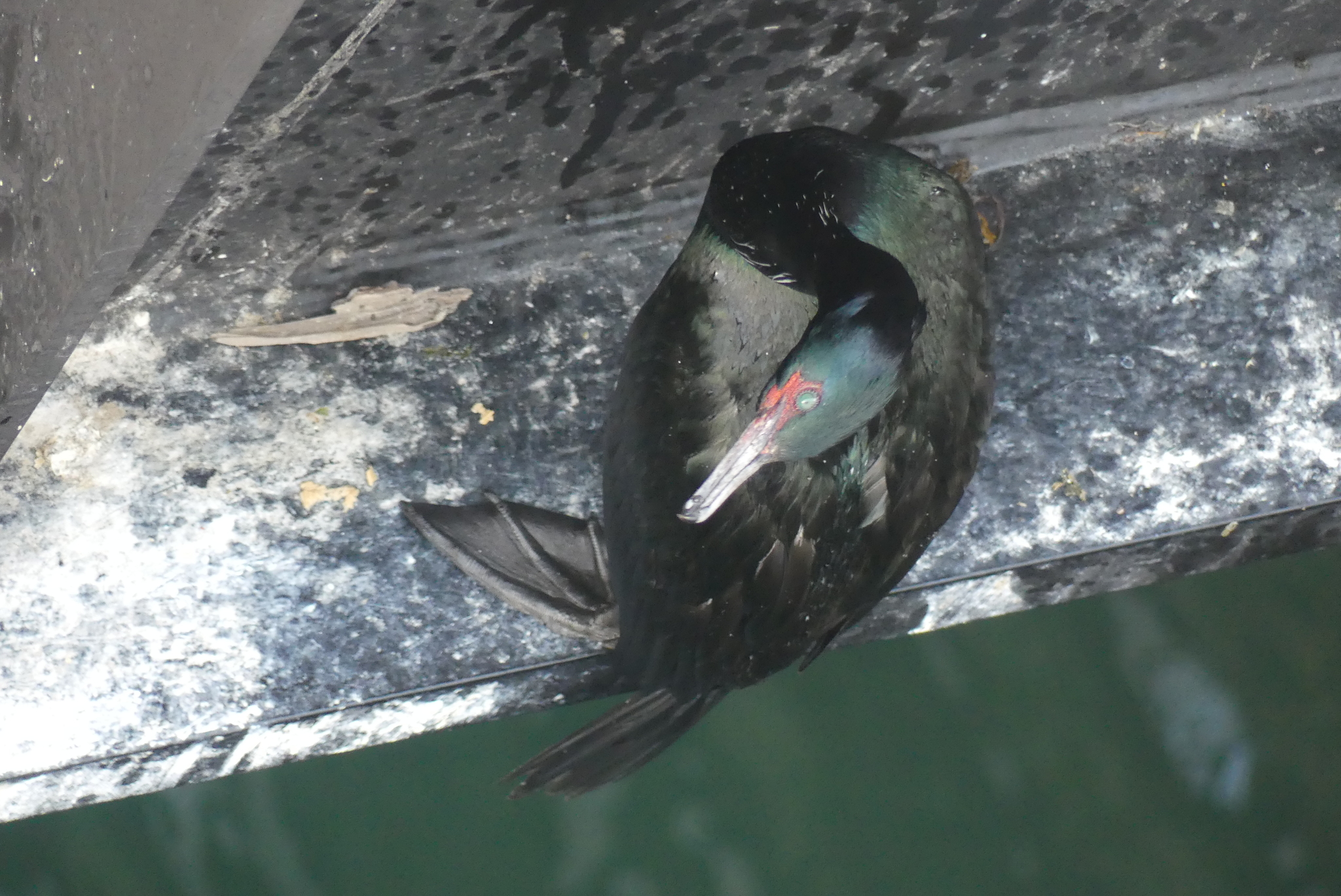 Pelagic Cormorant