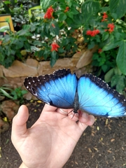 Morpho helenor maculata