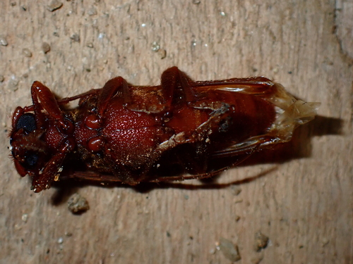 Opsamates