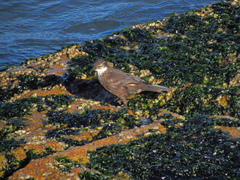 Cinclodes nigrofumosus