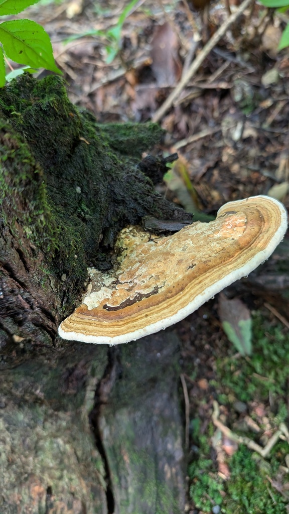 Fomitopsis dickinsii · September 2024 · photo: © atsushi_nakajima_cirque (iNaturalist, cc-by)