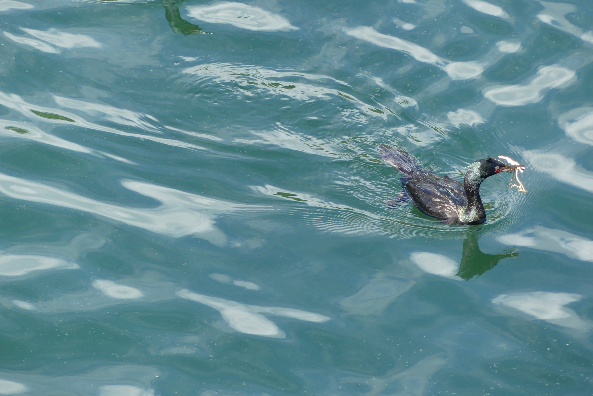Pelagic Cormorant