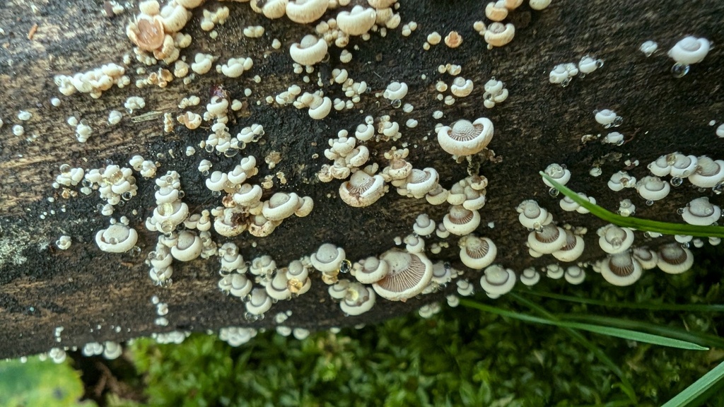 Panellus stipticus · September 2024 · photo: © atsushi_nakajima_cirque (iNaturalist, cc-by)