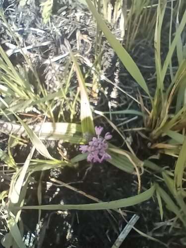 Image of Ledebouria cooperi by (c) Hildegard Klein, some rights reserved (CC BY)