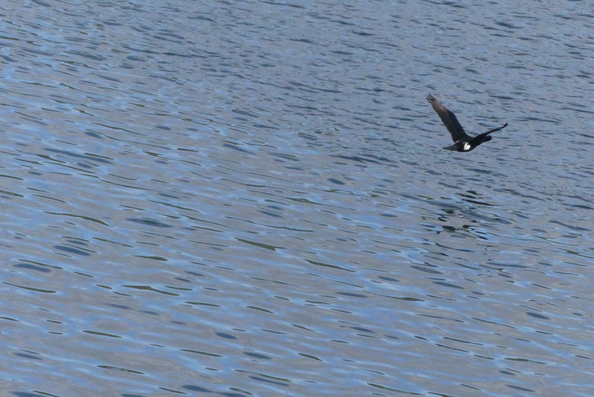 Pelagic Cormorant