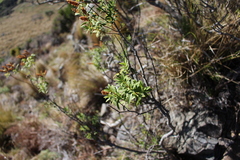 Veronica strictissima