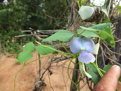 Psophocarpus tetragonolobus