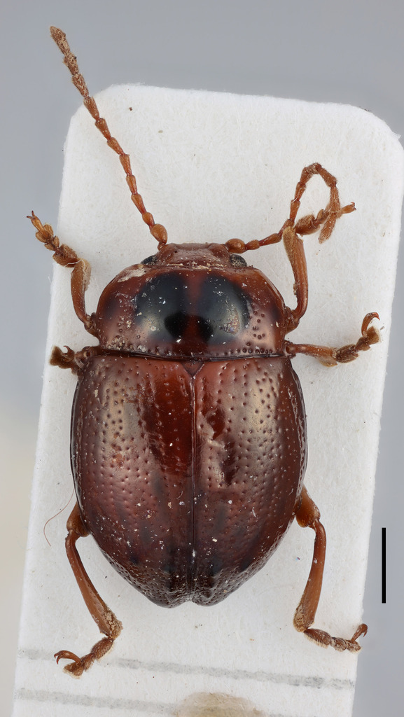 Algoala collaris