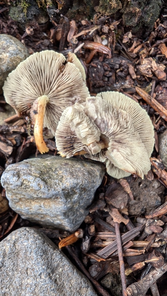 Hypholoma fasciculare · September 2024 · photo: © atsushi_nakajima_cirque (iNaturalist, cc-by)