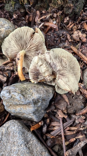 Hypholoma fasciculare