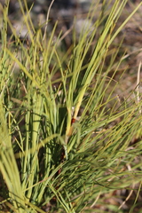 Dracophyllum acerosum