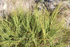 Dracophyllum acerosum