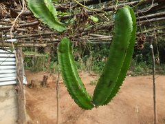 Psophocarpus tetragonolobus