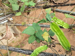 Psophocarpus tetragonolobus