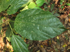 Pterygota alata