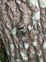 Diceroprocta viridifascia