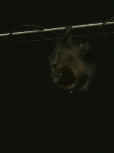 クビワオオコウモリ
