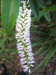 Veronica stricta stricta