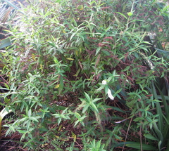 Veronica stricta stricta