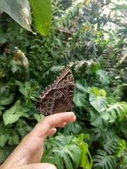 Morpho helenor maculata
