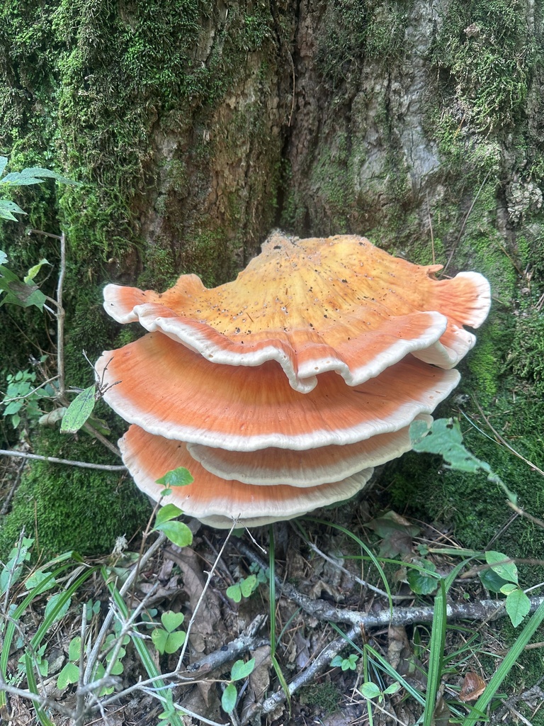 Laetiporus sulphureus · August 2024 · photo: © pt_tanny (iNaturalist, cc-by)