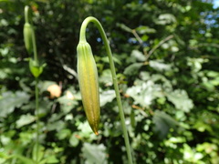 Lilium pardalinum pitkinense