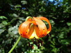 Lilium pardalinum pitkinense
