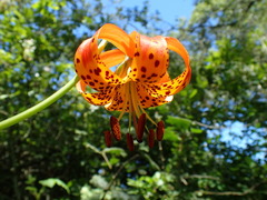 Lilium pardalinum pitkinense