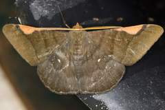 Sphacelodes vulneraria