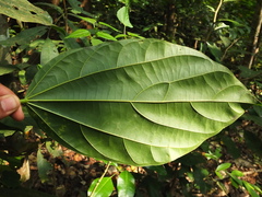 Pterygota alata