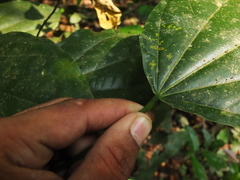 Pterygota alata