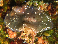 Acotylea