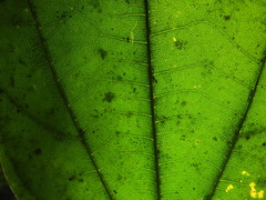 Pterygota alata
