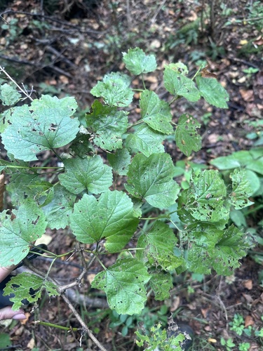 Image of Viburnum sargentii by (c) Tatyana Petrenko, some rights reserved (CC BY)