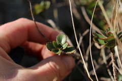 Veronica lavaudiana